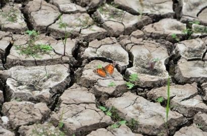 Đồng Bằng Sông Cửu Long bị bức tử và tiếng kêu cứu cần được lắng nghe