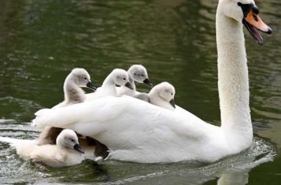 Kinh nguyện của ĐTC Phanxicô cho Năm đặc biệt Laudato Si'